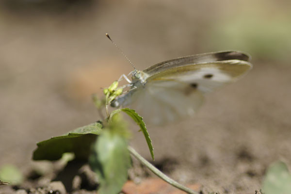 f:id:goldhead:20100716130421j:image