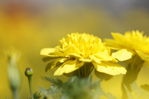 f:id:goldhead:20100716130426j:image
