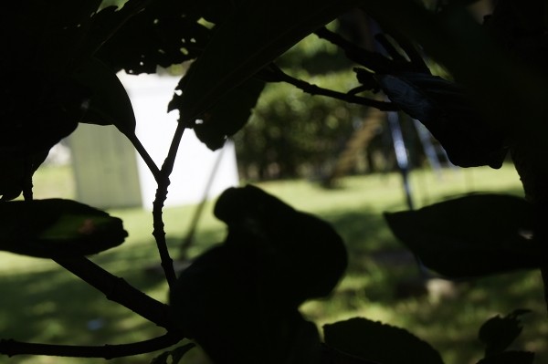 f:id:goldhead:20100720001048j:image
