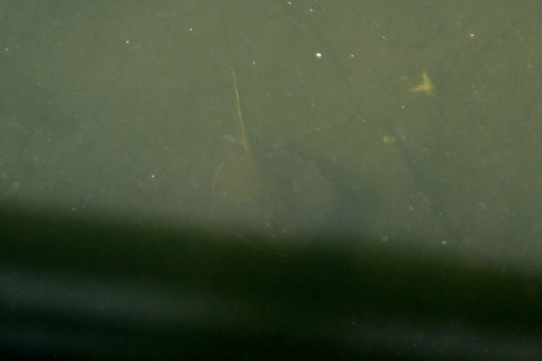 f:id:goldhead:20100723125258j:image