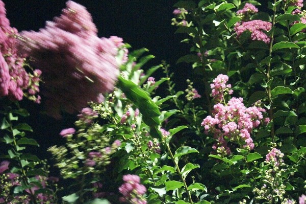 f:id:goldhead:20100728000436j:image f:id:goldhead:20100728000436j:image