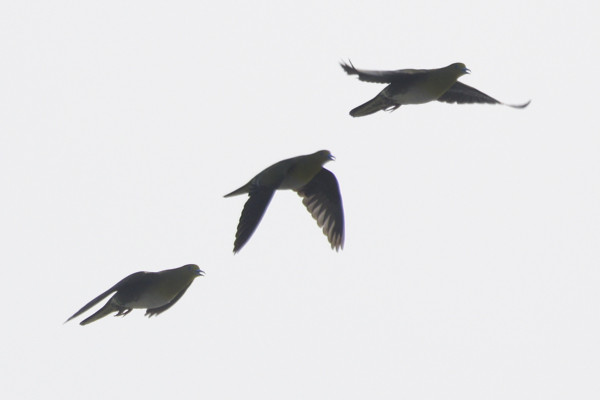 f:id:goldhead:20100801214055j:image