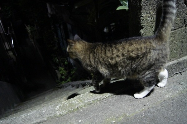 f:id:goldhead:20100810001920j:image