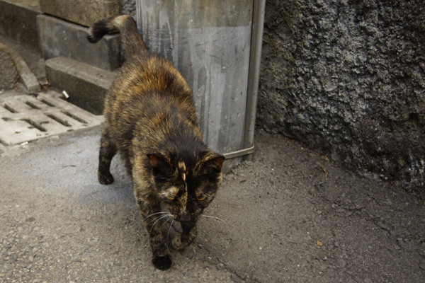 f:id:goldhead:20100816125305j:image f:id:goldhead:20100816125305j:image