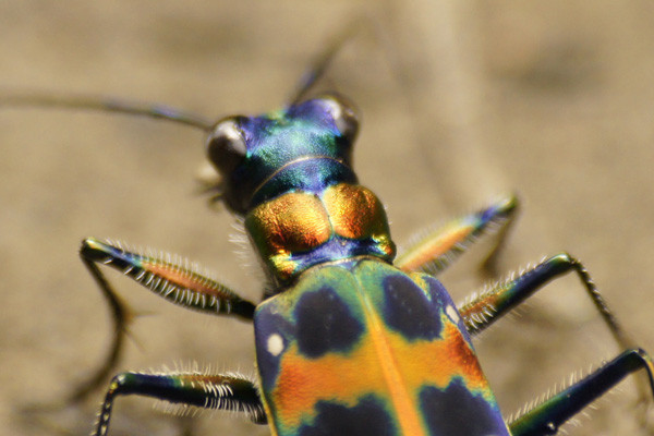 f:id:goldhead:20100816125310j:image f:id:goldhead:20100816125310j:image