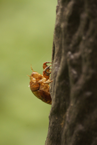 f:id:goldhead:20100816125316j:image f:id:goldhead:20100816125316j:image