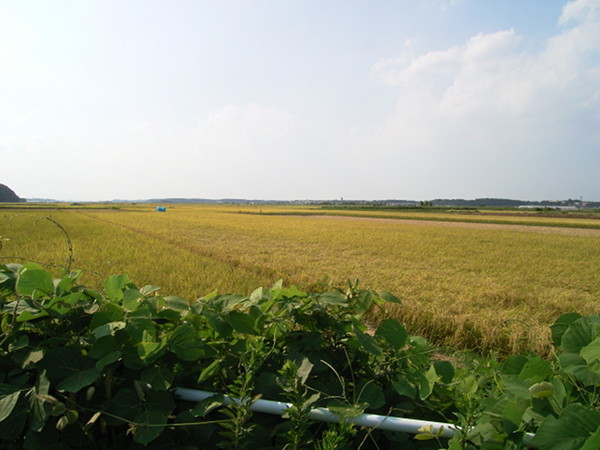 f:id:goldhead:20100905112657j:image f:id:goldhead:20100905112657j:image
