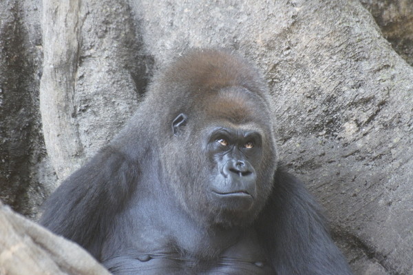 f:id:goldhead:20100921083513j:image f:id:goldhead:20100921083513j:image