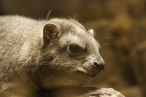 f:id:goldhead:20100921083526j:image f:id:goldhead:20100921083526j:image