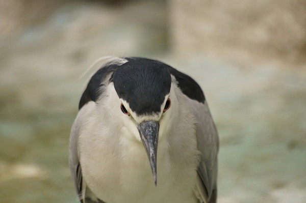 f:id:goldhead:20100921083529j:image f:id:goldhead:20100921083529j:image