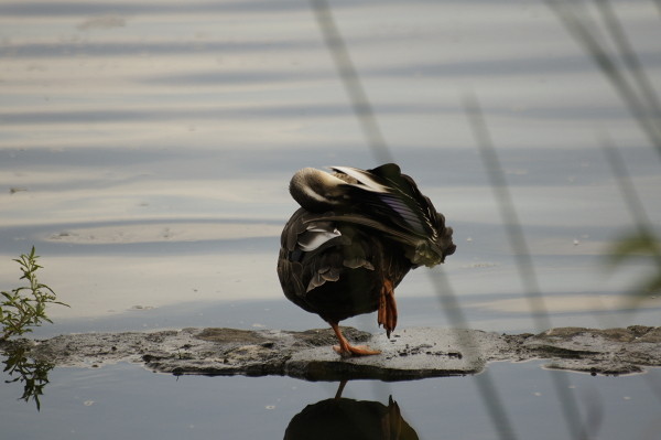 f:id:goldhead:20100921083530j:image f:id:goldhead:20100921083530j:image