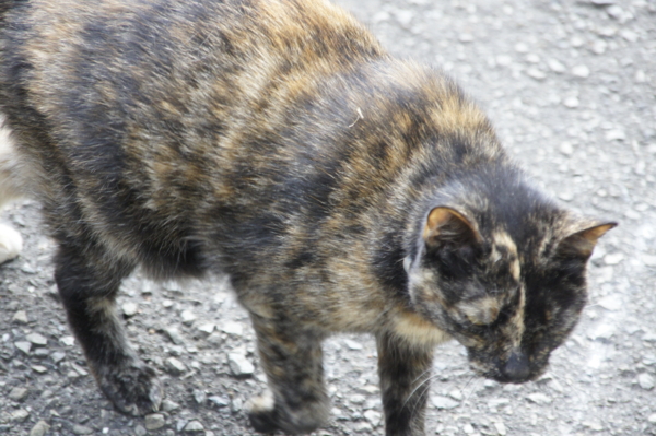 f:id:goldhead:20101115230719j:image