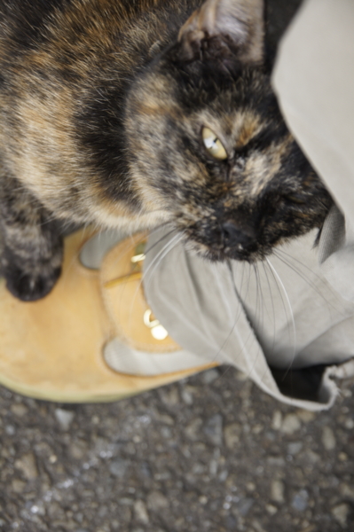 f:id:goldhead:20101115230720j:image