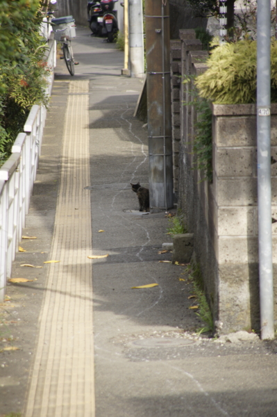 f:id:goldhead:20101115230721j:image