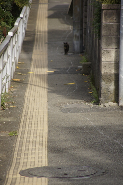 f:id:goldhead:20101115230722j:image