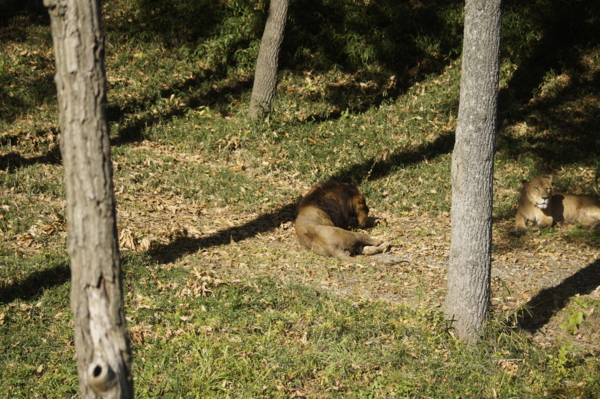 f:id:goldhead:20101122132504j:image f:id:goldhead:20101122132504j:image