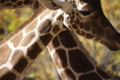 20101122132506