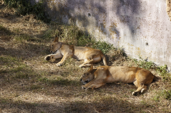 f:id:goldhead:20101122132507j:image f:id:goldhead:20101122132507j:image
