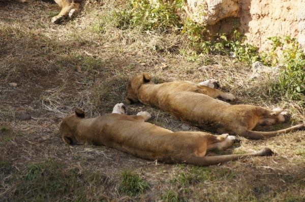 f:id:goldhead:20101122132508j:image f:id:goldhead:20101122132508j:image