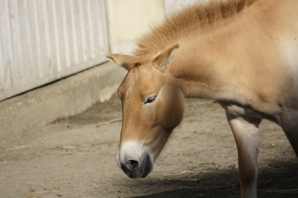 f:id:goldhead:20101122132513j:image f:id:goldhead:20101122132513j:image