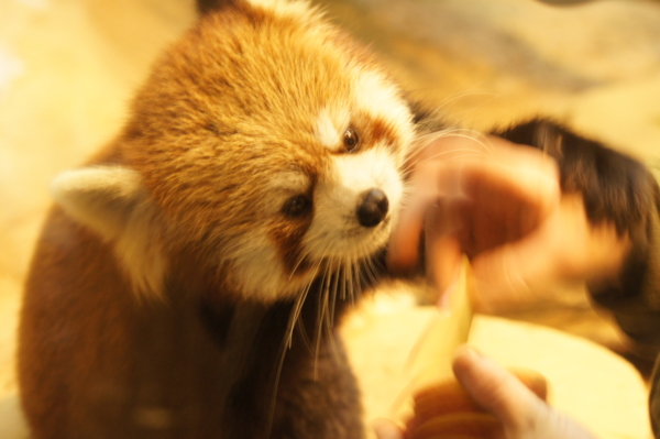 f:id:goldhead:20101122132527j:image f:id:goldhead:20101122132527j:image