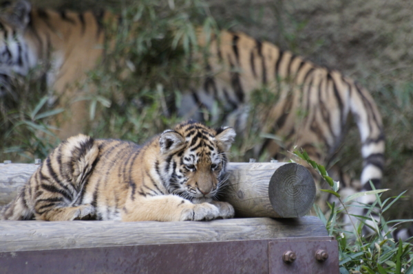 f:id:goldhead:20101122132537j:image f:id:goldhead:20101122132537j:image