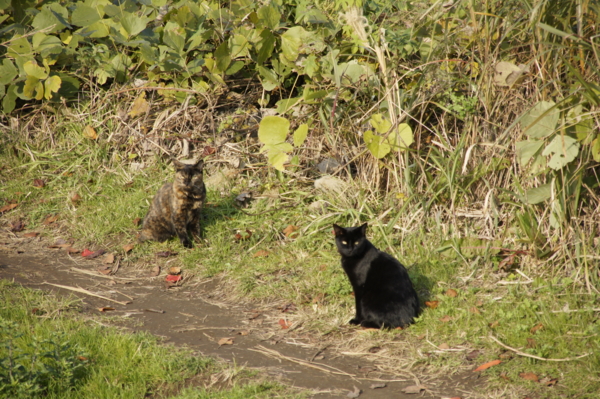 f:id:goldhead:20101127235253j:image