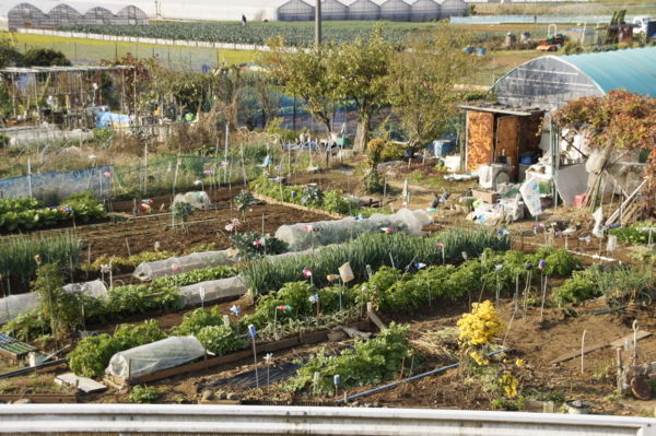 f:id:goldhead:20101127235255j:image