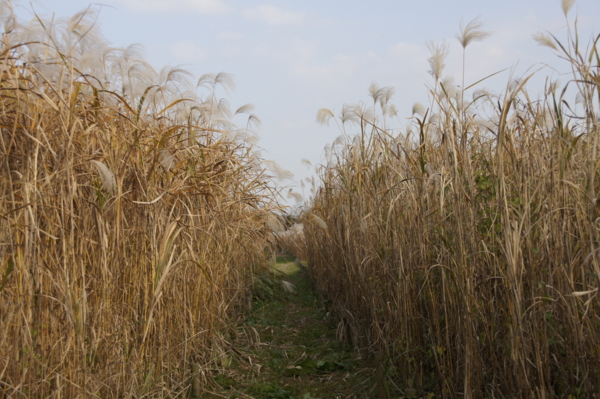 f:id:goldhead:20101127235258j:image