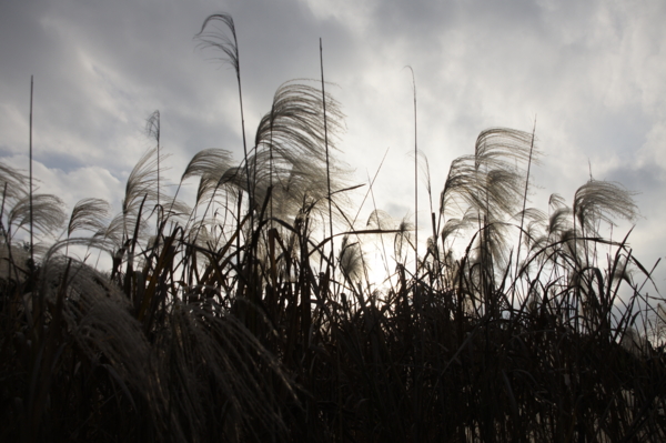 f:id:goldhead:20101127235259j:image