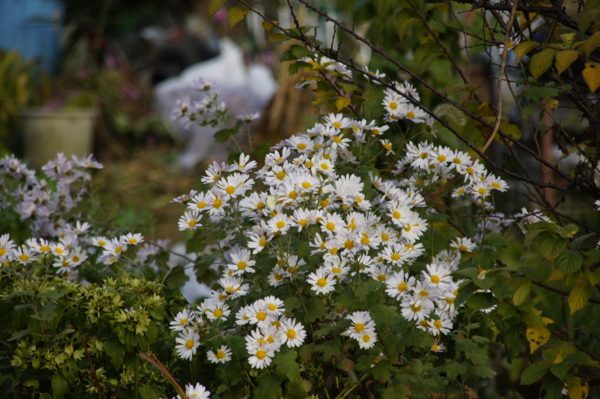 f:id:goldhead:20101127235301j:image