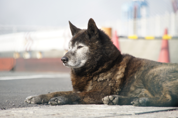 f:id:goldhead:20101206132250j:image
