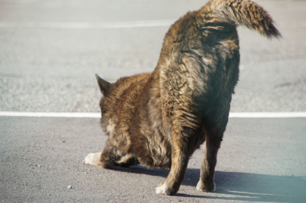 f:id:goldhead:20101206132251j:image