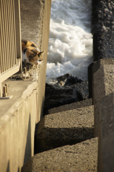 f:id:goldhead:20101219015015j:image