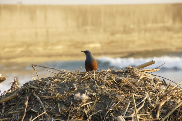 f:id:goldhead:20101219015016j:image