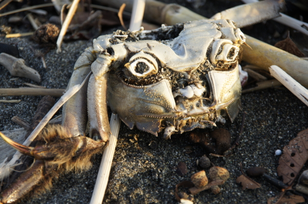 f:id:goldhead:20101219015019j:image