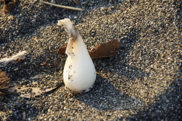 f:id:goldhead:20101219015029j:image