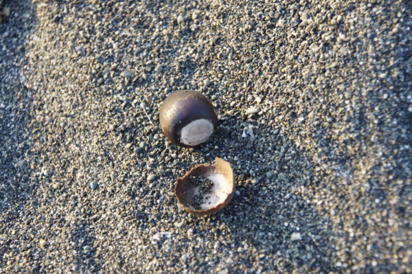 f:id:goldhead:20101219015030j:image