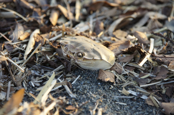 f:id:goldhead:20101219015034j:image