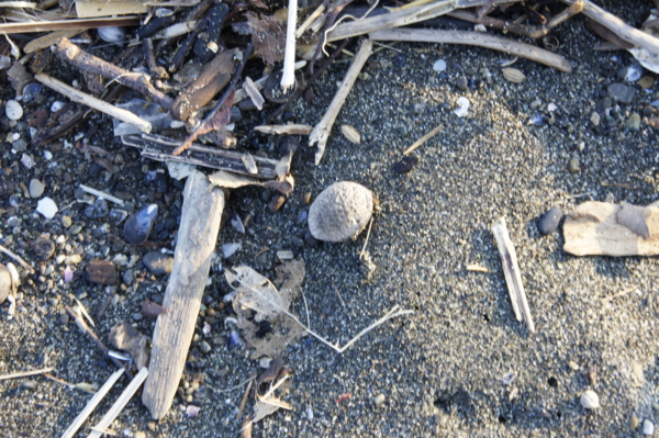 f:id:goldhead:20101219020541j:image