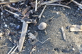20101219020541