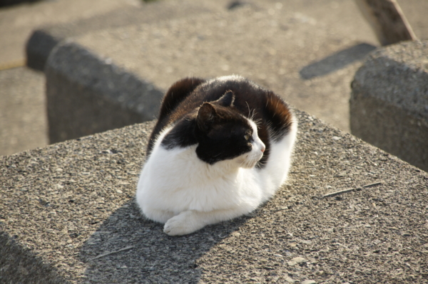 f:id:goldhead:20101219020542j:image