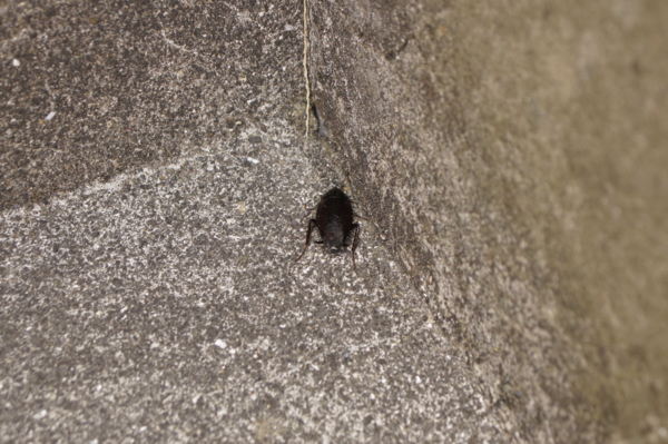 f:id:goldhead:20110222125536j:image
