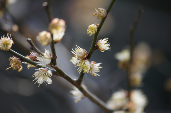 f:id:goldhead:20110228012905j:image