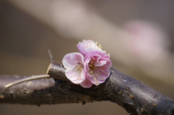 f:id:goldhead:20110228012906j:image