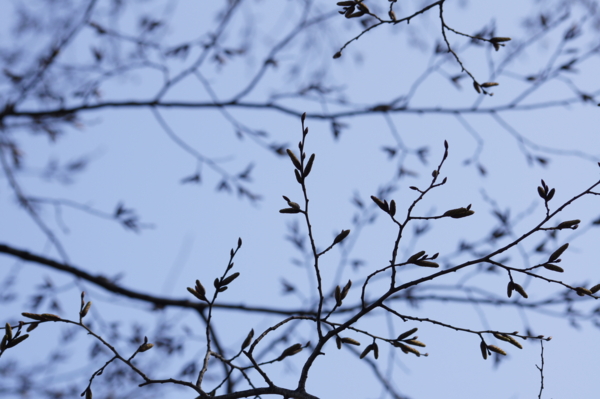 f:id:goldhead:20110228012908j:image