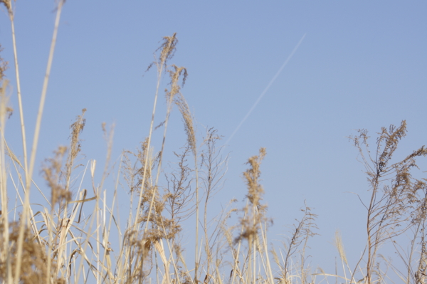 f:id:goldhead:20110228012911j:image