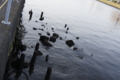 20110228012921