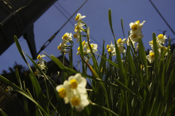 f:id:goldhead:20110228012927j:image