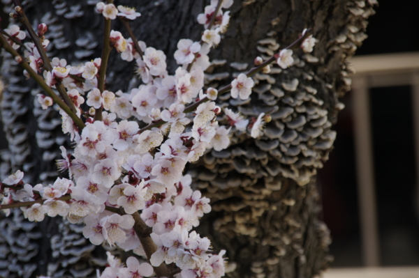 f:id:goldhead:20110320181203j:image
